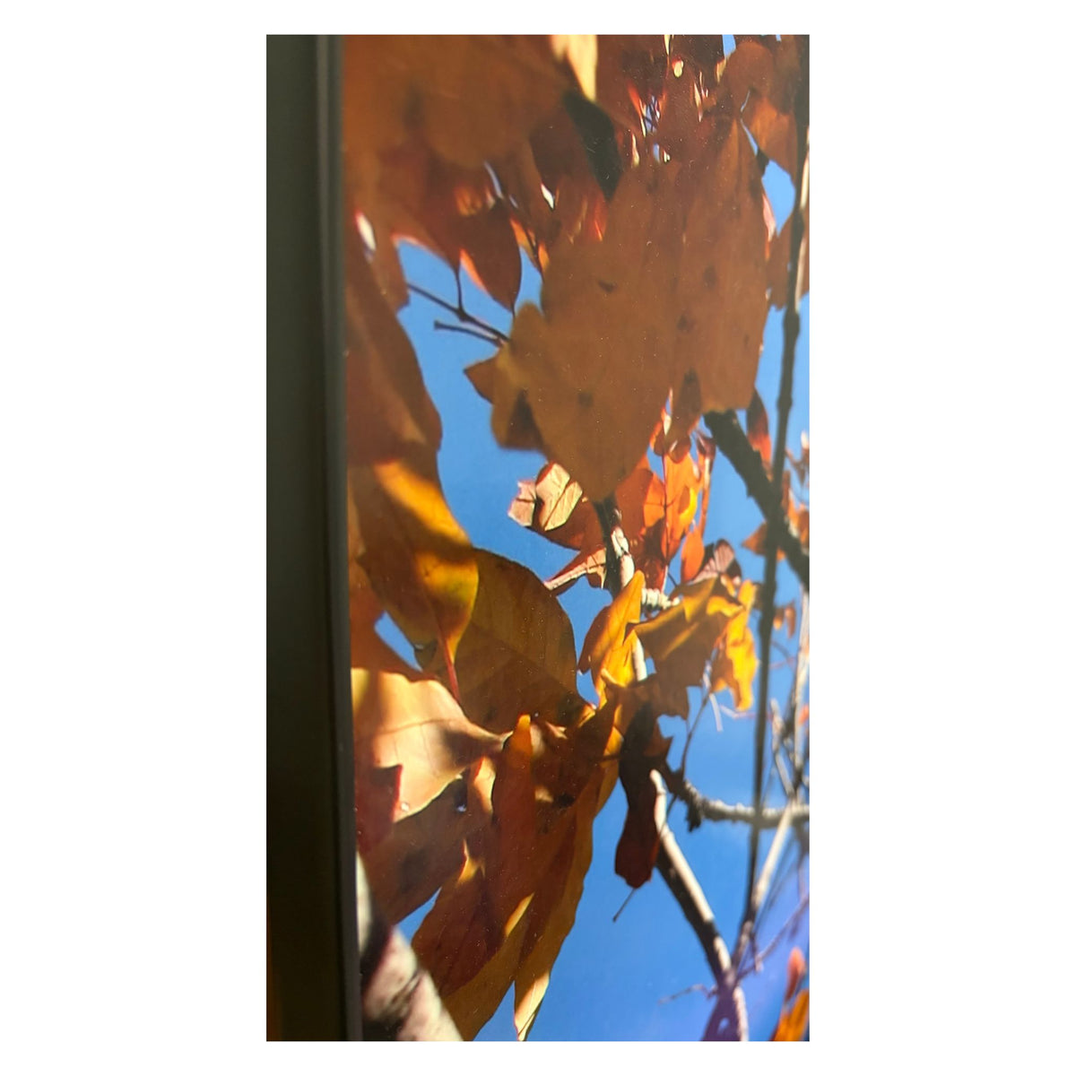 Northwestern Clock Tower Fall Photograph
